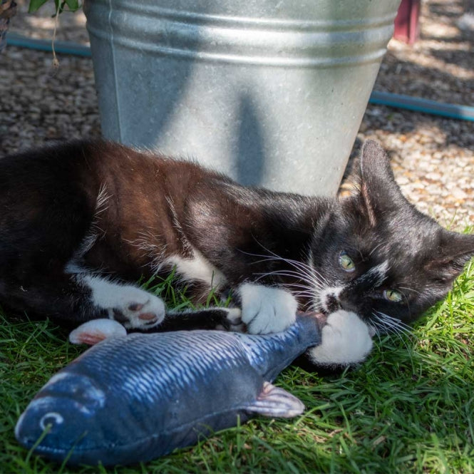 Robocat Goldfisch - 30 cm