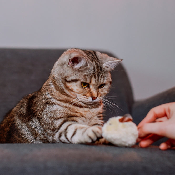 Nobby Katzenspielzeug Plüschmaus mit Lederschwanz 3er Pack