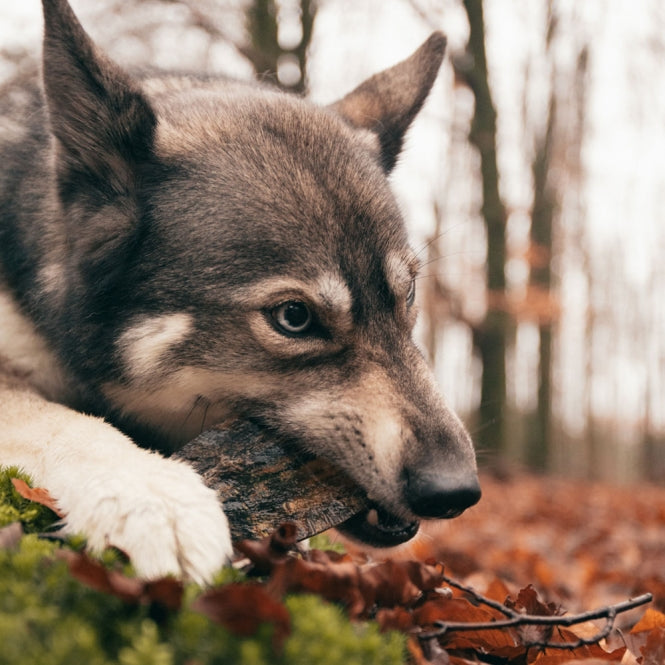 Viking twist Horn - M